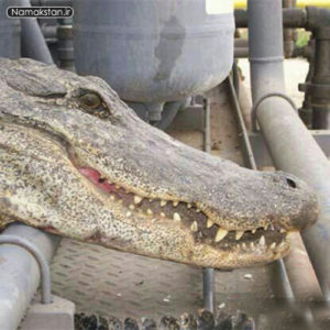 big-crocodile-namakstan.ir-1